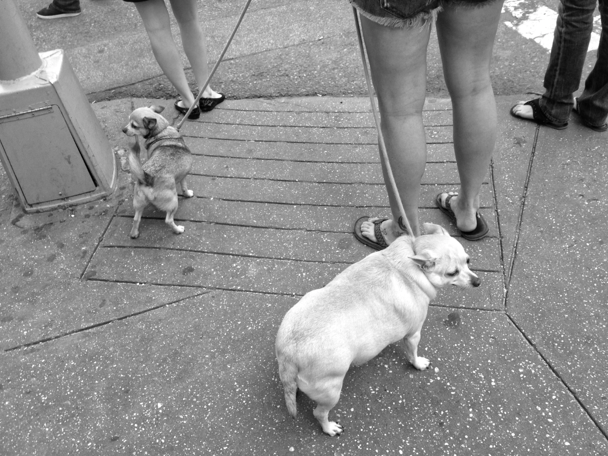 3594Dogs02_3596