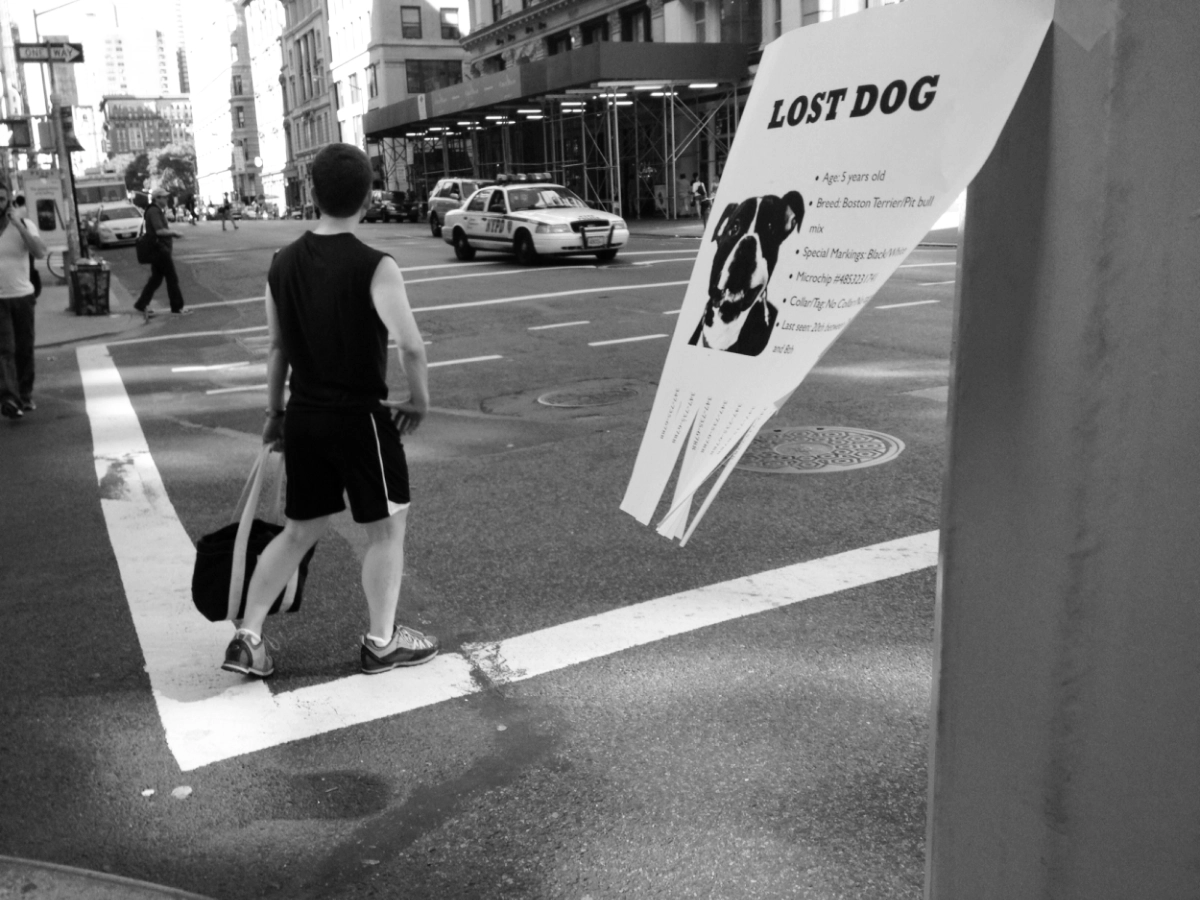 NYC2012LostDog_1314