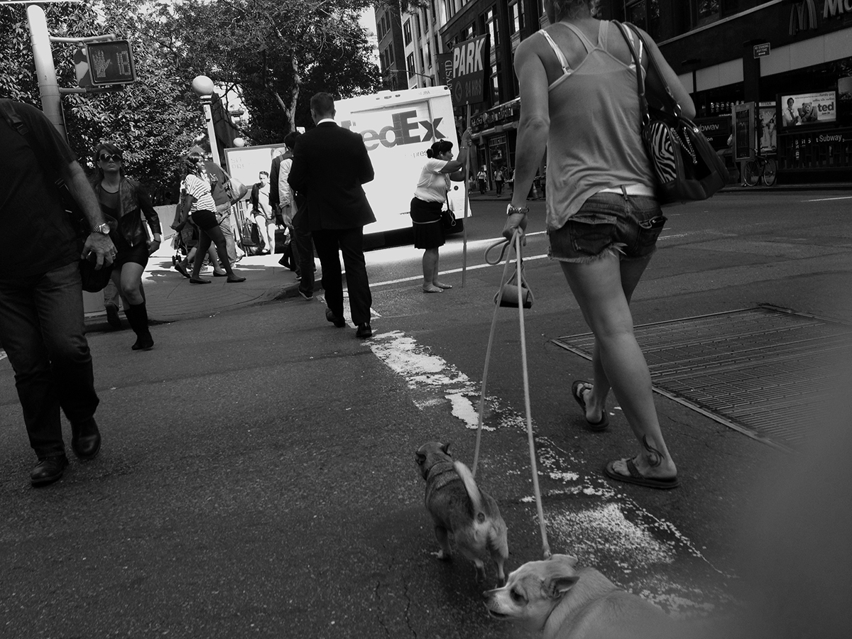 NYCDogCrossing_3330SM